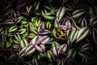 Close-up of insect on flowering plant