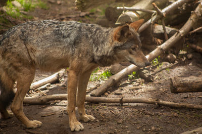 Side view of timber wolf standing on field