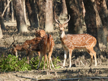 Deer in a forest