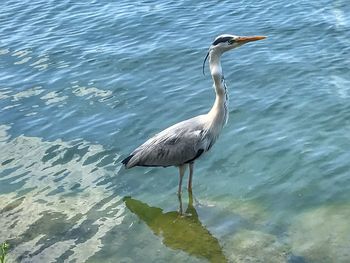 High angle view of gray heron perching on a lake