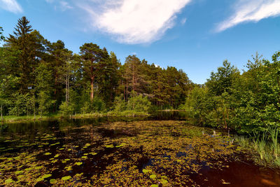 Scenic view of lake in forest against sky