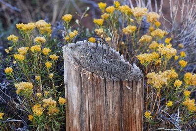 Close-up of yellow flowering plants on land