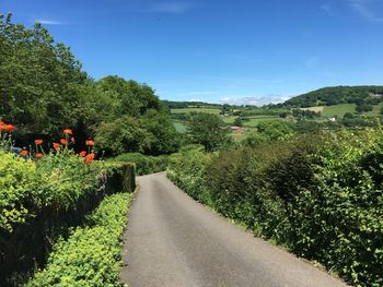 Road amidst plants and trees against sky