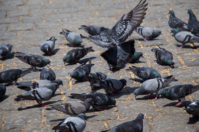 High angle view of pigeons feeding on street