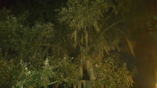 Plants growing on tree