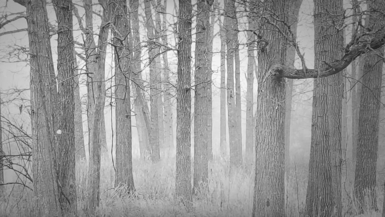 TREES IN FOREST DURING WINTER