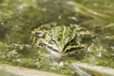 Close-up of frog in lake