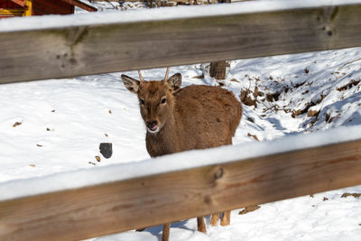 Close-up of deer standing on wood