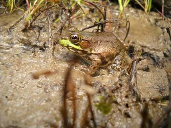 Close-up of frog