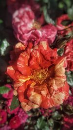 Close-up of pink rose flower