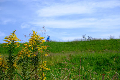 Plants growing on field against sky