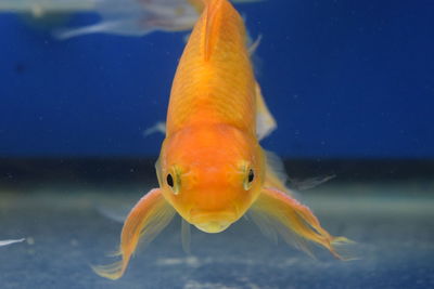 Close-up of fish swimming in water