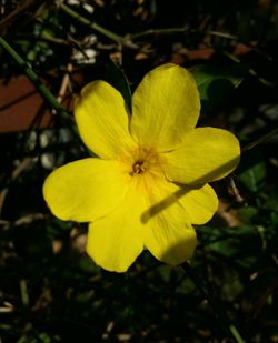 Close-up of yellow flower