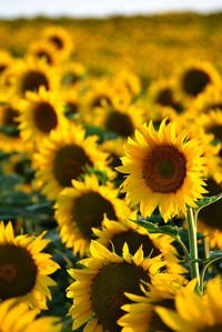 Close-up of yellow flowering plant on field