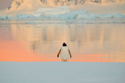 Full length of man on sea against sky during sunset