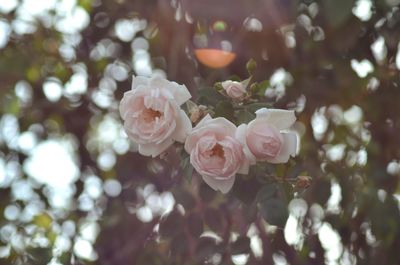 Close-up of roses blooming outdoors