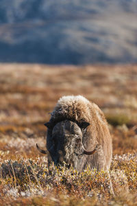 Musk oxe at dovrefjell national park