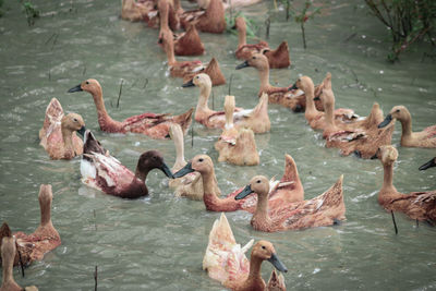 Flock of birds in lake