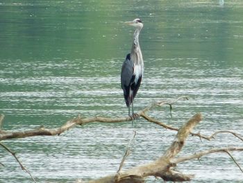 Birds in sea