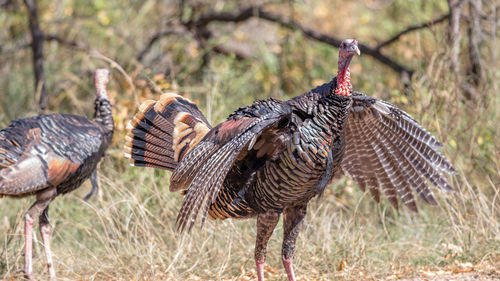 Close-up of  wild turkey bird on field showing-off