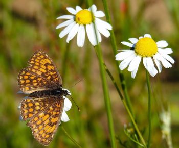 Close-up of butterfly pollinating on flower