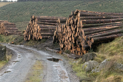Piles of harvested logs beside a forest road