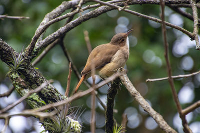 Low angle view of bird perching on tree