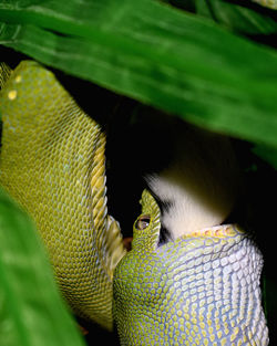 Close-up of snake eating