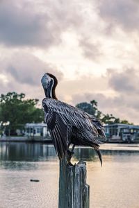 Bird perching on wooden post