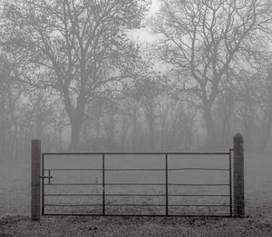 Bare trees in foggy weather against sky