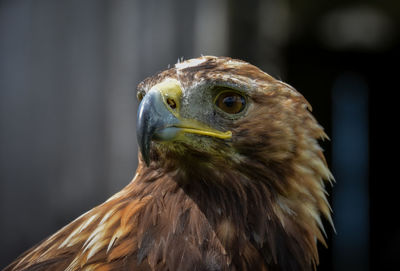 Close-up of owl