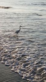 High angle view of gray heron on sea