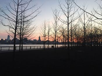 Silhouette of trees at sunset