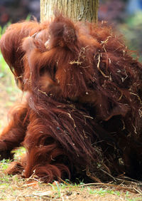 Close-up of dog