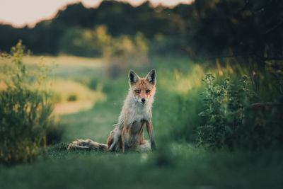 Fox standing on field