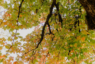 Low angle view of leaves on tree