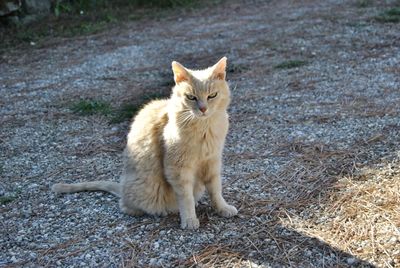 Portrait of cat sitting on field