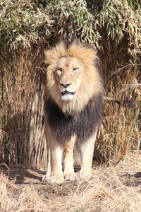 Portrait of lion