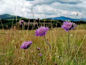 Close-up of purple flowering plant on field against sky