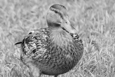 Close-up of bird