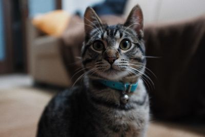 Close-up portrait of a cat at home