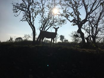 Silhouette dog on tree against sky during sunset