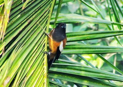 Close-up of bird perching on tree