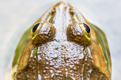 Close-up portrait of a turtle