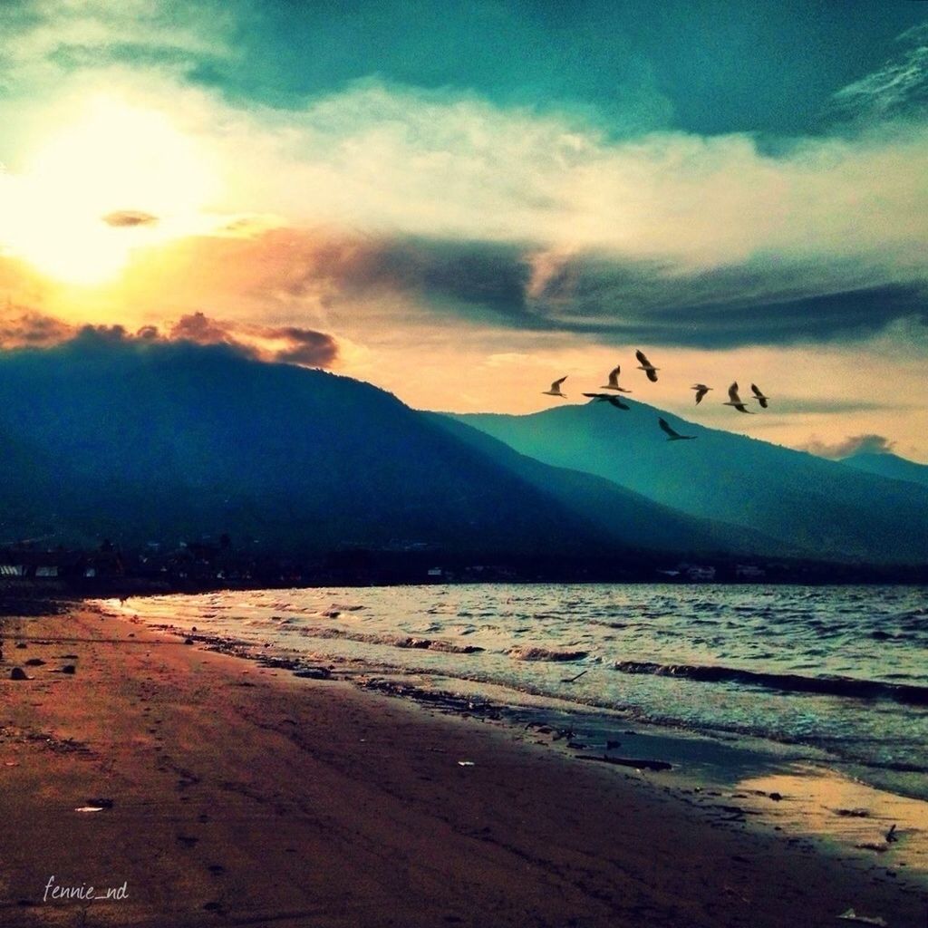 bird, sky, animal themes, scenics, beach, sea, animals in the wild, tranquil scene, water, cloud - sky, sunset, flying, wildlife, beauty in nature, mountain, tranquility, shore, nature, sand