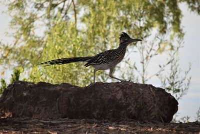 Bird perching on rock