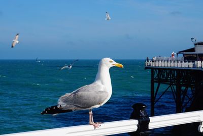 Seagull flying over sea against sky