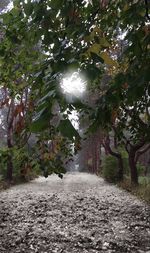 Footpath amidst trees