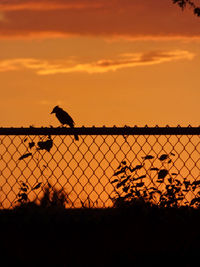 Silhouette birds perching on chainlink fence against orange sky