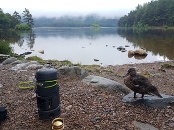 Ducks at lakeshore